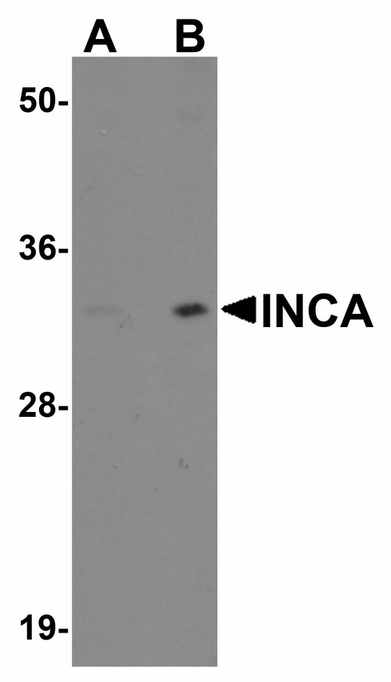 Western blot of INCA1 in EL4 cell lysate with INCA1 antibody at (A) 1 and (B) 2 ug/ml.