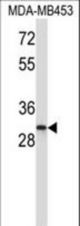 ING1 Antibody western blot of MDA-MB453 cell line lysates (35 ug/lane). The ING1 antibody detected the ING1 protein (arrow).