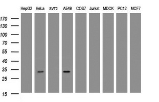 Western blot of extracts (35 ug) from 9 different cell lines by using g anti-ING2 monoclonal antibody (HepG2: human; HeLa: human; SVT2: mouse; A549: human; COS7: monkey; Jurkat: human; MDCK: canine; PC12: rat; MCF7: human).