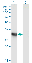 Western Blot analysis of ING2 expression in transfected 293T cell line by ING2 monoclonal antibody (M05), clone 1D1.Lane 1: ING2 transfected lysate (Predicted MW: 32.8 KDa).Lane 2: Non-transfected lysate.