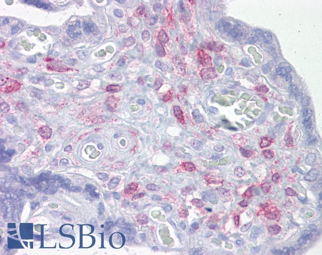 Anti-ING3 antibody IHC of human placenta. Immunohistochemistry of formalin-fixed, paraffin-embedded tissue after heat-induced antigen retrieval. Antibody LS-B6681 concentration 5 ug/ml.