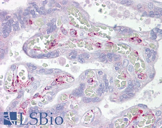Anti-ING3 antibody IHC of human placenta. Immunohistochemistry of formalin-fixed, paraffin-embedded tissue after heat-induced antigen retrieval. Antibody LS-B6680 concentration 5 ug/ml.