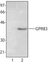 Cell extract from 293T cells (Lane 1) or 293T cells transfected with human GPR83 (Lane 2) was resolved by electrophoresis, transferred to nitrocellulose, and probed with monoclonal anti-GPR83 antibody. Proteins were visualized using HRP goat anti-mouse Ig