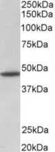 GPR83 antibody (1 ug/ml) staining of Rat Brain lysate (35 ug protein in RIPA buffer). Primary incubation was 1 hour. Detected by chemiluminescence.