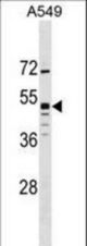GPR83 Antibody western blot of A549 cell line lysates (35 ug/lane). The GPR83 antibody detected the GPR83 protein (arrow).