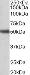 GPR83 antibody (1 ug/ml) staining of Human Cerebellum lysate (35 ug protein in RIPA buffer). Primary incubation was 1 hour. Detected by chemiluminescence.