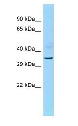 INO80B / PAPA-1 antibody Western Blot of Mouse Liver.