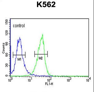 IN80B Antibody flow cytometry of K562 cells (right histogram) compared to a negative control cell (left histogram). FITC-conjugated goat-anti-rabbit secondary antibodies were used for the analysis.