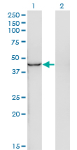 Western Blot analysis of INPP1 expression in transfected 293T cell line by INPP1 monoclonal antibody (M11), clone 4F9.Lane 1: INPP1 transfected lysate(44 KDa).Lane 2: Non-transfected lysate.