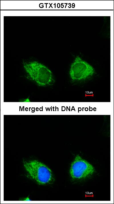 Immunofluorescence of paraformaldehyde-fixed HeLa using INPP1 antibody at 1:200 dilution.
