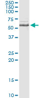 Immunoprecipitation of INPP5A transfected lysate using anti-INPP5A monoclonal antibody and Protein A Magnetic Bead, and immunoblotted with INPP5A rabbit polyclonal antibody.