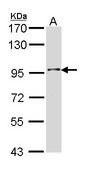 Sample (30 ug of whole cell lysate). A: H1299. 7.5% SDS PAGE. INPP5B antibody diluted at 1:1000.