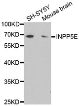 Western blot analysis of extracts of various cell lines, using INPP5E antibody.