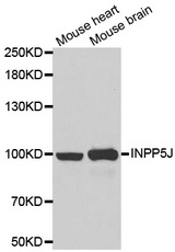 Western blot analysis of extracts of various cell lines, using INPP5J antibody.