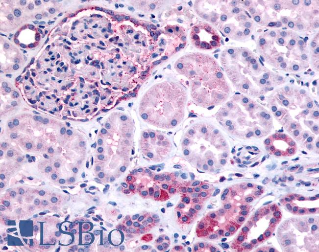 Anti-INPP5J / PIB5PA antibody LS-A3431 IHC of human glomerulus and renal tubular epithelium in cortex. Immunohistochemistry of formalin-fixed, paraffin-embedded tissue after heat-induced antigen retrieval.