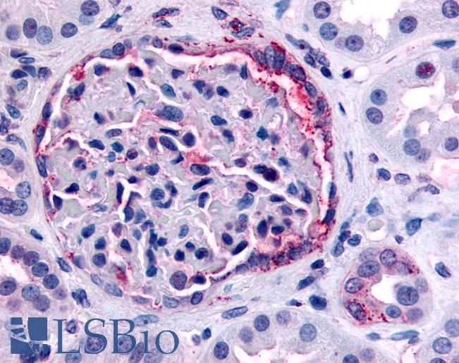 Anti-INPP5J / PIB5PA antibody LS-A3066 IHC of human kidney. Immunohistochemistry of formalin-fixed, paraffin-embedded tissue after heat-induced antigen retrieval.
