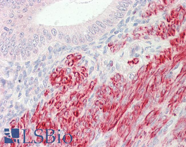 Anti-INPP5K / SKIP antibody IHC staining of human uterus. Immunohistochemistry of formalin-fixed, paraffin-embedded tissue after heat-induced antigen retrieval.