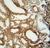INSC antibody immunohistochemistry of formalin-fixed and paraffin-embedded human kidney tissue followed by peroxidase-conjugated secondary antibody and DAB staining.