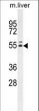 INSC Antibody western blot of mouse liver tissue lysates (35 ug/lane). The INSC antibody detected the INSC protein (arrow).