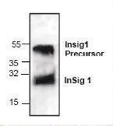 Western blot of INSIG1 antibody LS-C146993.