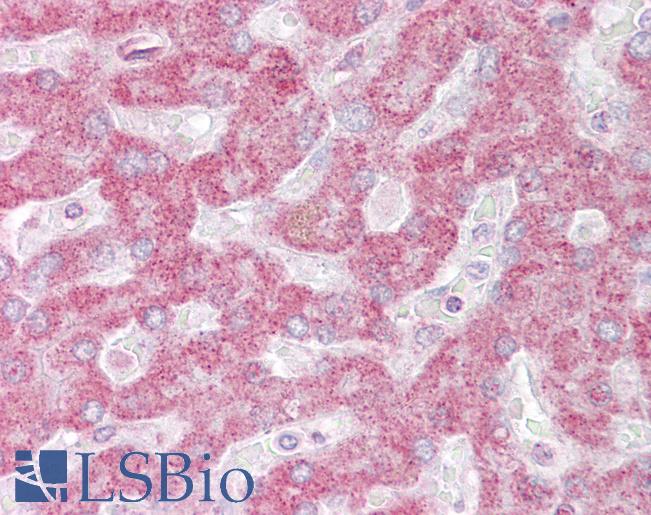 Anti-INSIG1 antibody IHC of human liver. Immunohistochemistry of formalin-fixed, paraffin-embedded tissue after heat-induced antigen retrieval. Antibody LS-B6815 concentration 10 ug/ml.