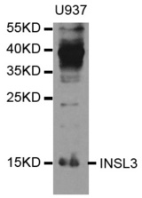 Western blot analysis of extracts of U937 cell line, using INSL3 antibody.