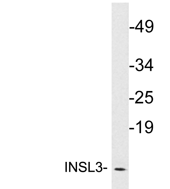 Western blot of extracts from MCF7 cells, using INSL3 antibody.