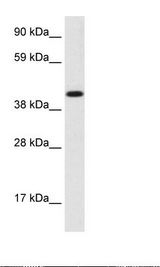 Fetal Cerebellum Lysate