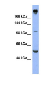 INSR / Insulin Receptor antibody LS-C107548 Western blot of HT1080 cell lysate.