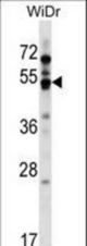 GPR84 Antibody western blot of WiDr cell line lysates (35 ug/lane). The GPR84 antibody detected the GPR84 protein (arrow).