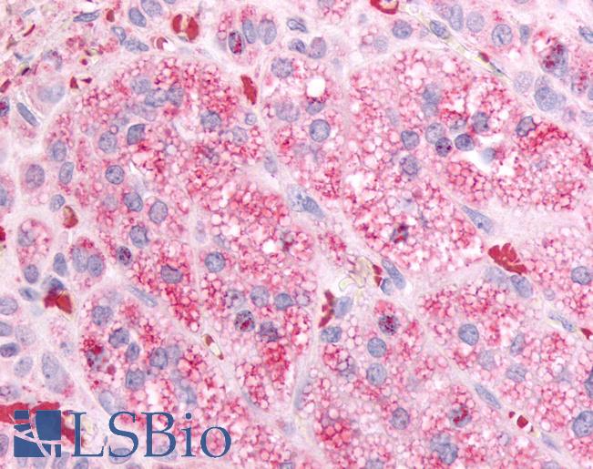 Anti-GPR84 antibody LS-A346 IHC of human adrenal. Immunohistochemistry of formalin-fixed, paraffin-embedded tissue after heat-induced antigen retrieval.