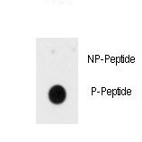 Dot blot of anti-Phospho-INSR-pY1185 Antibody on nitrocellulose membrane. 50ng of Phospho-peptide or Non Phospho-peptide per dot were adsorbed. Antibody working concentrations are 0.5ug per ml.
