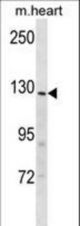 Mouse Insrr Antibody western blot of mouse heart tissue lysates (35 ug/lane). The Insrr antibody detected the Insrr protein (arrow).