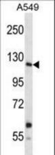 Mouse Insrr Antibody western blot of A549 cell line lysates (35 ug/lane). The Insrr antibody detected the Insrr protein (arrow).