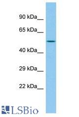 INTS12 antibody Western Blot of Rat Pancreas. Antibody dilution: 1 ug/ml.
