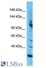 INTS2 / INT2 antibody Western Blot of HepG2. Antibody dilution: 1 ug/ml.