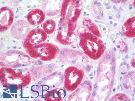 Anti-INTS2 / INT2 antibody IHC staining of human kidney. Immunohistochemistry of formalin-fixed, paraffin-embedded tissue after heat-induced antigen retrieval. Antibody LS-B9838 concentration 10 ug/ml.