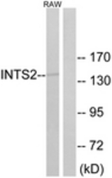 Western blot of extracts from RAW264.7 cells, using INTS2 Antibody. The lane on the right is treated with the synthesized peptide.