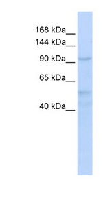 INTS4 antibody LS-C102393 Western blot of HeLa lysate.