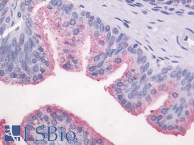 Anti-GPR87 antibody LS-A1585 IHC of human prostate, epithelium. Immunohistochemistry of formalin-fixed, paraffin-embedded tissue after heat-induced antigen retrieval.