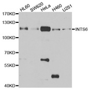 Western blot analysis of extracts of various cell lines, using INTS6 antibody.