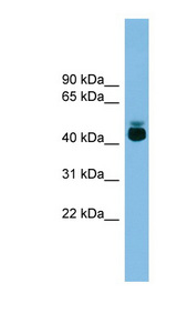 GPR87 antibody LS-C116214 Western blot of NCI-H226 cell lysate.