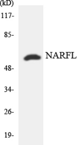 Western blot of the lysates from HeLa cells using NARFL antibody.