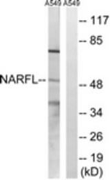 Western blot of extracts from A549 cells, using NARFL Antibody. The lane on the right is treated with the synthesized peptide.