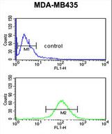 NARFL Antibody flow cytometry of MDA-MB435 cells (bottom histogram) compared to a negative control cell (top histogram). FITC-conjugated goat-anti-rabbit secondary antibodies were used for the analysis.