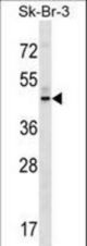 GPR87 Antibody western blot of SK-BR-3 cell line lysates (35 ug/lane). The GPR87 antibody detected the GPR87 protein (arrow).