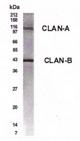 Western blot of CLAN in lung lysate with anti-CLAN at a 1:500 dilution. Detects CLAN-A and CLAN-B isoforms.