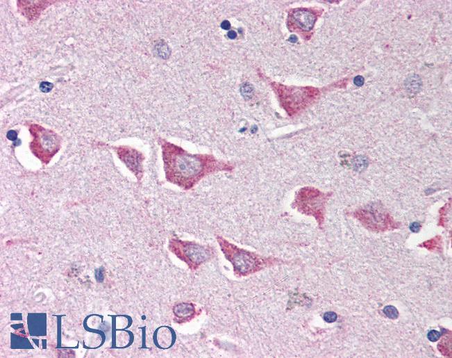 Anti-NLRC4 antibody IHC of human brain, cortex. Immunohistochemistry of formalin-fixed, paraffin-embedded tissue after heat-induced antigen retrieval. Antibody LS-B533 concentration 5 ug/ml.