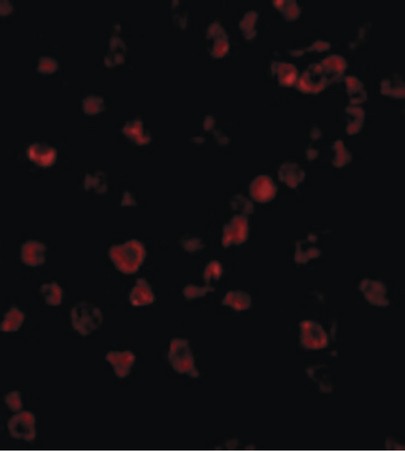 Immunofluorescence of Ipaf in THP1 cells with Ipaf antibody at 10 ug/ml.