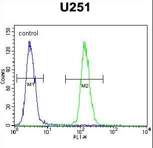 ICEF1 Antibody flow cytometry of U251 cells (right histogram) compared to a negative control cell (left histogram). FITC-conjugated goat-anti-rabbit secondary antibodies were used for the analysis.